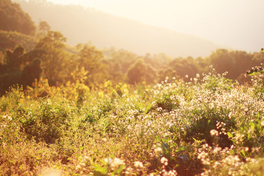 Beautiful bloming white wild flowers fields in springtime and natural sunlight shining on mountain.