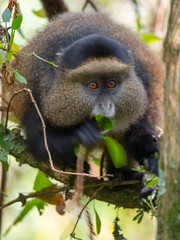 Golden Monkey in the Virunga volcanic mountains of Central Africa