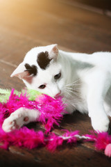 White cat enjoy and relax on wooden floor