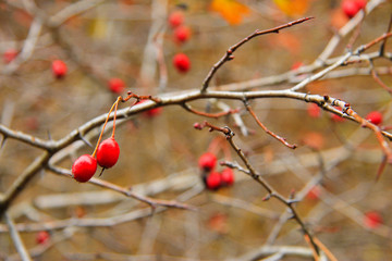 Red dog rose hips on the dog rose bush without leaves