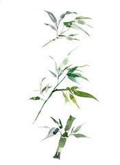 Set of three watercolor bamboo sprigs on a white isolated background. Green twigs and leaves of an exotic plant. Gentle stems of a hand-drawn plant. Asian flora.