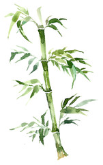 Green bamboo isolated on a white background. With intertwining leaves. A branch of an exotic plant is painted with watercolor in pastel green tones.