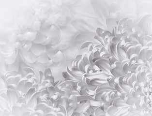chrysanthemum flowers. white  background. floral collage. flower composition. Close-up. Nature.