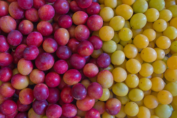 Two vertical stripes of raw ripe juicy red maroon cherry plum on the left and yellow on the right, covered with a touch of wild yeast as a natural, organic background
