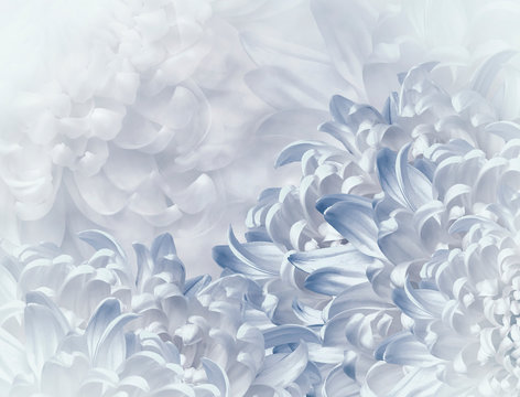 chrysanthemum flowers. white-blue background. floral collage. flower composition. Close-up. Nature. © nadezhda F