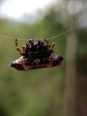 Nature Insect Spider