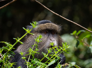 Golden Monkey in the Virunga volcanic mountains of Central Africa