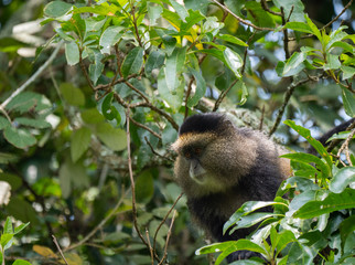 Golden Monkey in the Virunga volcanic mountains of Central Africa