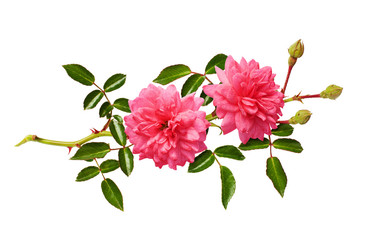 Pink rose flowers with green leaves