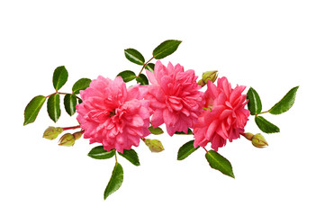Pink rose flowers with green leaves in a floral arrangement