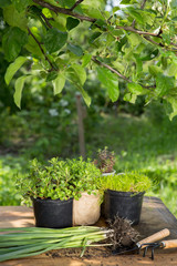 Seedlings, plants in pots and garden tools on the wooden table, green trees background - gardening concept