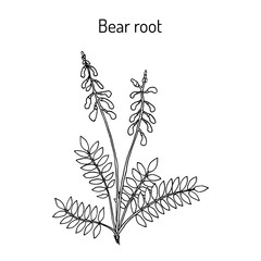 Bear root Hedysarum neglectum , medicinal plant