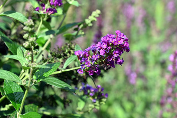 Obraz premium Buddleija davidii 