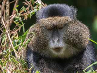 Golden Monkey in the Virunga volcanic mountains of Central Africa