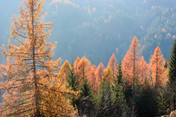 I colori dell'autunno ricoprono i boschi delle Dolomiti