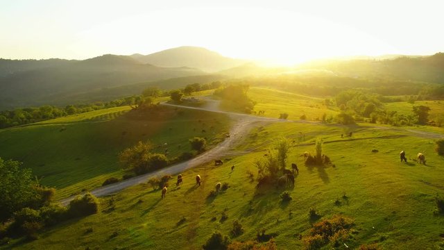 Amazing footage drone flying off green fields and country road at sunset in the suburbs of Sochi, cow and goats grazing on the field