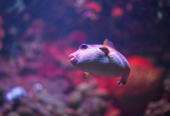 Puffer fish in the aquarium