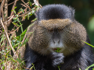 Golden Monkey in the Virunga volcanic mountains of Central Africa