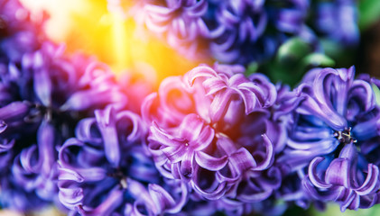 Abstract flora natural purple background from flowers, macro photo wiht light