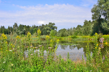 Fototapeta na wymiar Wild nature around a pond in summer sunny day