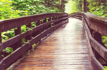 Boardwalk in the forest