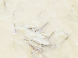 high angle view of catfish being fed bread in the chao phraya river