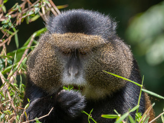 Golden Monkey in the Virunga volcanic mountains of Central Africa