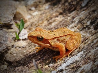 A small frog in the woods and the nature of the Italian Alps, near the Country of Bergamo, Italy - August 2019.