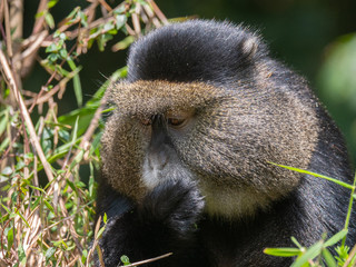 Golden Monkey in the Virunga volcanic mountains of Central Africa