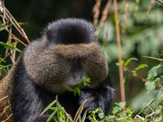 Golden Monkey in the Virunga volcanic mountains of Central Africa