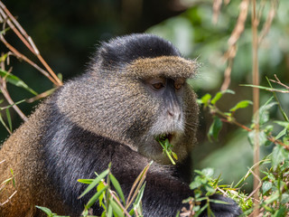 Golden Monkey in the Virunga volcanic mountains of Central Africa
