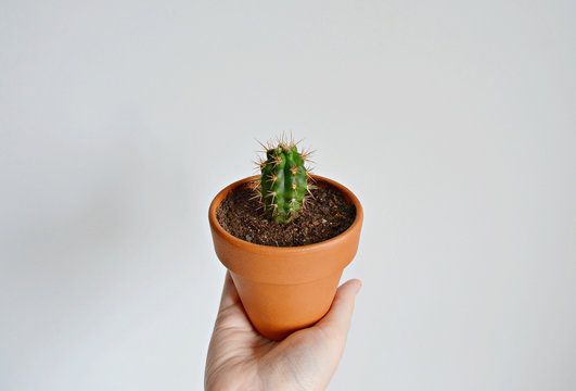 Mini Cactus Terracotta Pot In Hand Over White