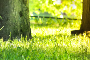 Low point view of green grass and tree trunks in park