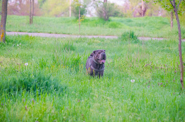 Shar pei in the park