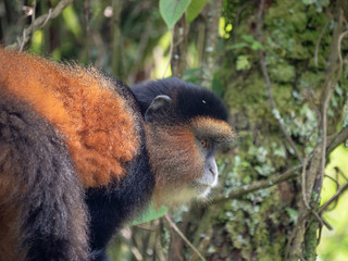 Golden Monkey in the Virunga volcanic mountains of Central Africa