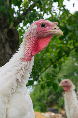 Red head white feathered turkey