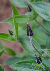 Fresh green grass in the backyard with flower buds, close-up springtime background, green leaves, nature