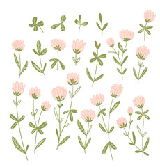 Pink clover flowers isolated on the white background.  Vector floral set. Cute hand-drawn natural elements for design cards and invitations.