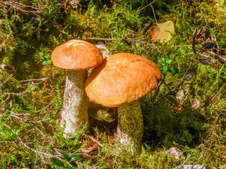 large mushrooms in the meadow