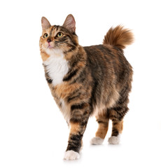 Kurilian Bobtail in studio