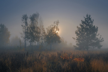 Beautiful autumn misty sunrise landscape. Foggy morning at scenic  meadow.