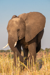 Male Elephant with Tusks in Chobe NP