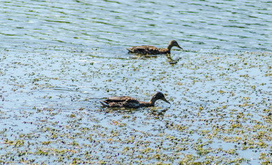 Wild ducks in their natural environment. Two wild ducks swim in the lake