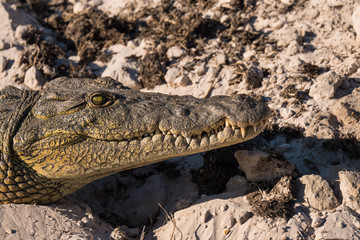 Nile Crocodile Head Close Up