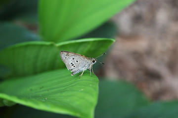 Indian Palm Bob (Suastus gremius) on green leaf, Gray butterfly with black and white spots on  wing
