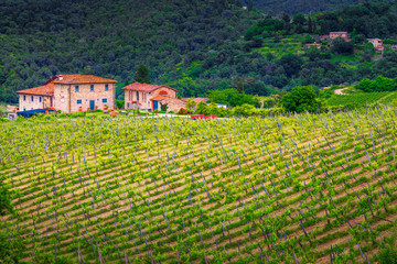Fototapeta na wymiar Fantastic green vineyard and typical Tuscan farmhouse, Italy