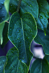Leaf on a tree. Texture. natural concept.