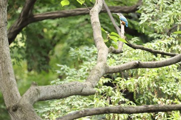 飛ぶ宝石　青いしあわせの鳥　カワセミ