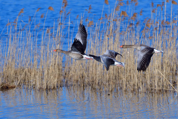 Graugänse im Frühjahr im Flug