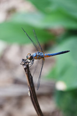 Blue dasher dragonfly with pattern of yellow and orange on the side of the body, Predator insects with transparent wings on a branch 